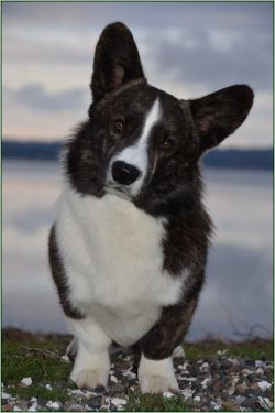 Coedwig cardigan hot sale welsh corgis