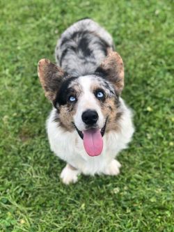 Corgi cardigan hotsell blue merle