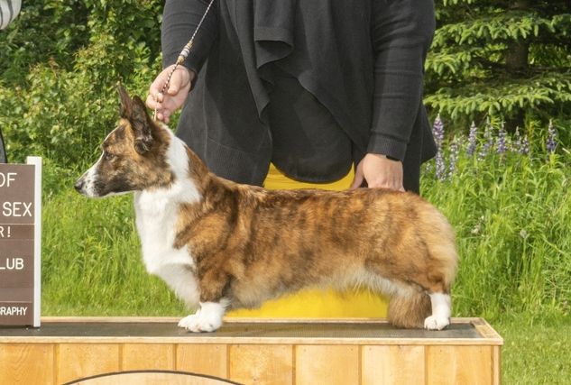 Toreth cardigan hot sale welsh corgis