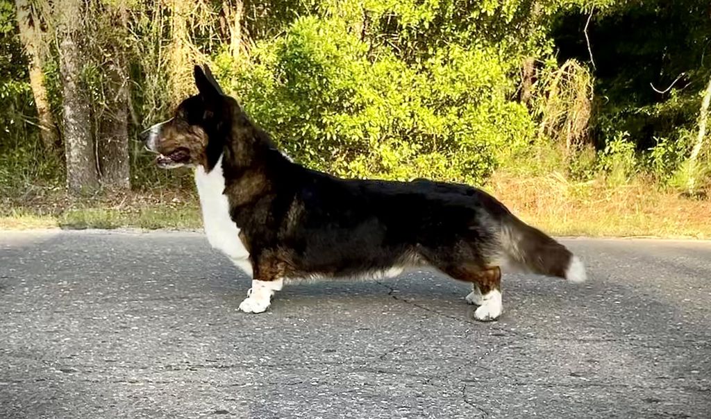 Cardigan Welsh The Breed Archive