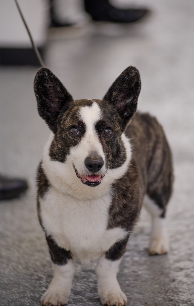 cardigan-welsh-corgi-the-breed-archive
