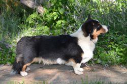 Cardigan Welsh Corgi - The Breed Archive