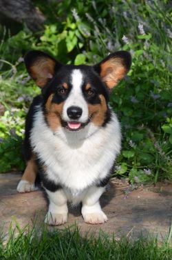 Cardigan Welsh Corgi - The Breed Archive