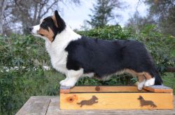 Cardigan Welsh Corgi - The Breed Archive