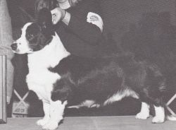 Profile picture of the animal