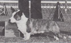 Profile picture of the animal