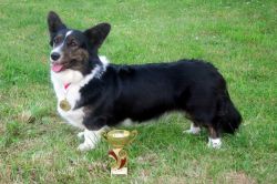 Profile picture of the animal