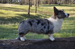 Cardigan Welsh Corgi - The Breed Archive