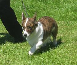 Profile picture of the animal