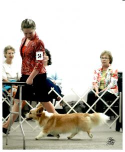 Cardigan Welsh Corgi - The Breed Archive