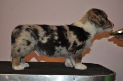 Profile picture of the animal