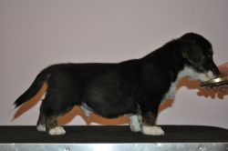 Profile picture of the animal
