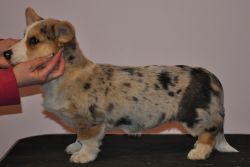 Profile picture of the animal