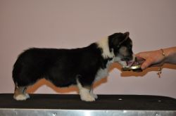Profile picture of the animal