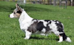 Profile picture of the animal