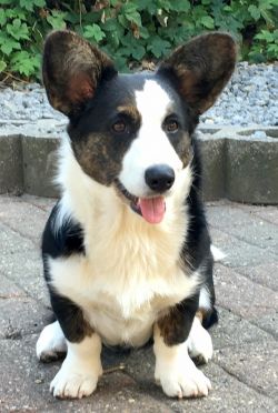 Profile picture of the animal