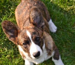 Profile picture of the animal