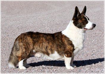 Profile picture of the animal