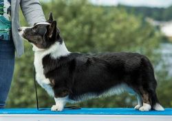 Profile picture of the animal