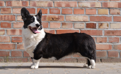 Profile picture of the animal