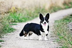 Profile picture of the animal