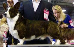 Profile picture of the animal