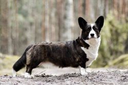 Profile picture of the animal