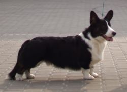 Profile picture of the animal