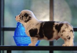 Profile picture of the animal