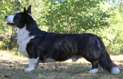 Profile picture of the animal