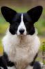 Profile picture of the animal