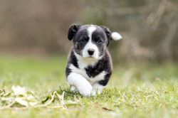 Profile picture of the animal