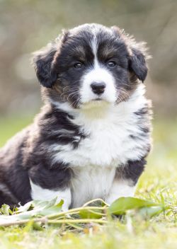 Profile picture of the animal