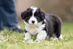 Profile picture of the animal