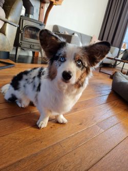 Profile picture of the animal
