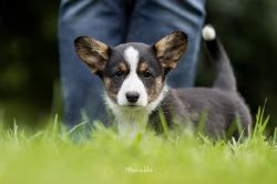 Profile picture of the animal