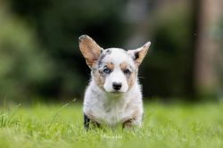Profile picture of the animal
