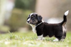 Profile picture of the animal
