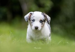Profile picture of the animal