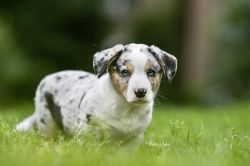 Profile picture of the animal