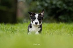 Profile picture of the animal