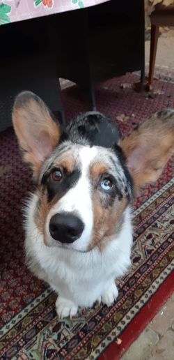 Profile picture of the animal