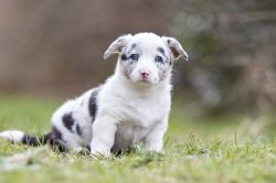 Profile picture of the animal