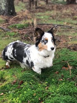 Profile picture of the animal