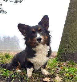 Profile picture of the animal