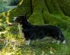 Profile picture of the animal