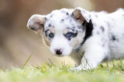 Profile picture of the animal