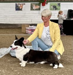 Cardigan Welsh Corgi - The Breed Archive