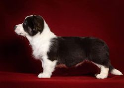 Profile picture of the animal