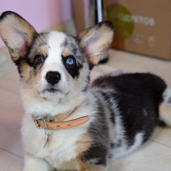 Profile picture of the animal